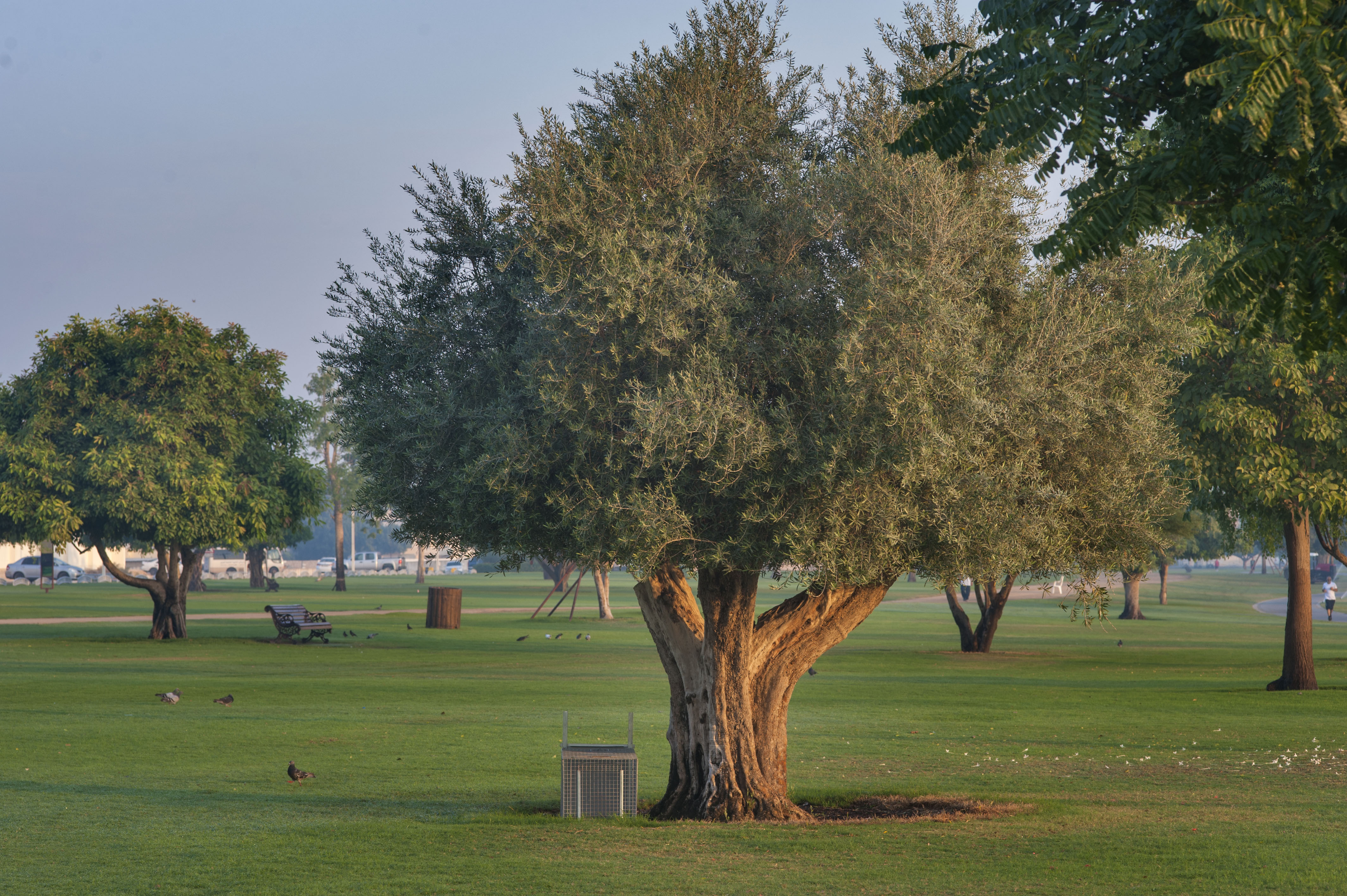 National tree. Олива Olea europaea. Катар дерево. Trees in Aspire Park Qatar.