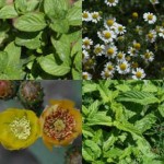 709-aromatic-plants-and-herbs