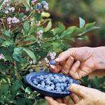 blueberries-x2