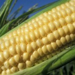 corn.medium