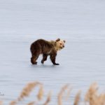 Αρκουδάκι σουλατσάριζε ώρες στην παγωμένη λίμνη της Καστοριάς
