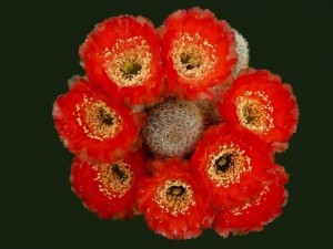 Perierga.gr - Λουλούδια σε κάκτους