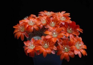 Perierga.gr - Λουλούδια σε κάκτους