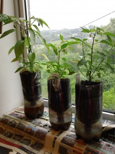 Chilli plants ~ July 2012
