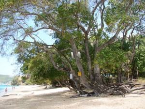 Perierga.gr - Το πιο δηλητηριώδες δέντρο στον κόσμο!